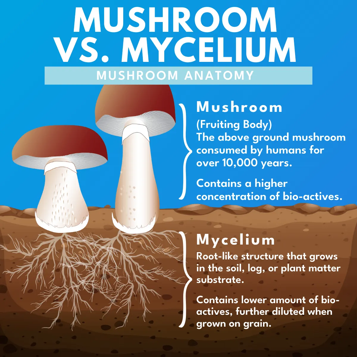 Bold Reishi Mushroom